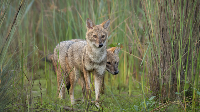 Golden jackal