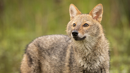 Golden jackal