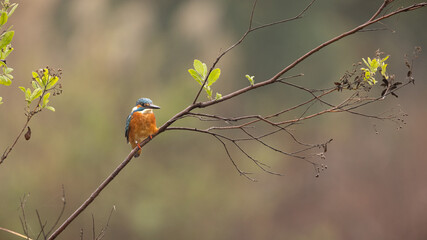 Common Kingfisher