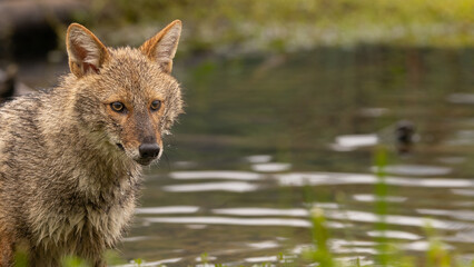 Golden jackal