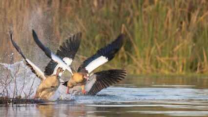 Egyptian goose
Goose fight