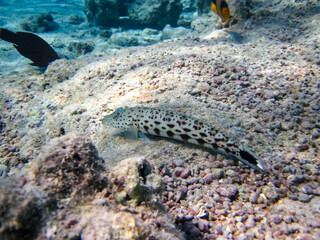 The sandperches in the expanses of the coral reef of the Red Sea. Undersea world. Sea fish.