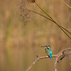 Common Kingfisher