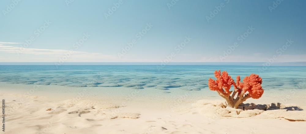 Aufkleber A stunning copy space image capturing a solitary coral fragment gracefully resting on a pristine sandy surface
