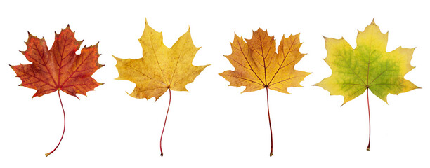 Collection of autumn maple leaf cut out on transparent background. Set of various maple leaves for...