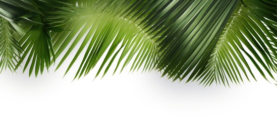 Obraz premium A copy space image featuring coconut leaves against a white background