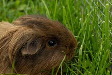 meerschweinchen tier natur langhaar