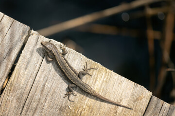 a Viviparous lizard - Zootoca vivipara warming up on a wooden boardwalk