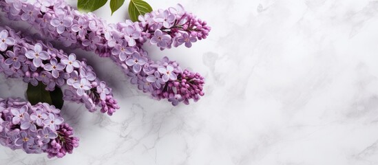 A top down view of lilac flowers in full bloom resting on a serene gray backdrop The image showcases the beauty of nature in summer with a spacious area for additional content