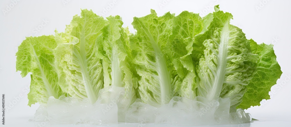 Aufkleber An image of an iceberg lettuce with a white background providing ample copy space for additional content