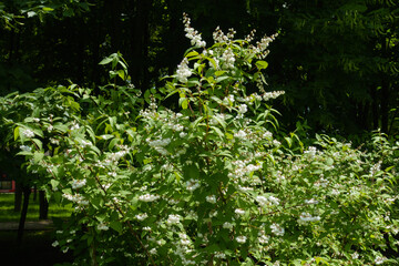 Fototapeta premium Bush of double Deutzia crenata in bloom in June