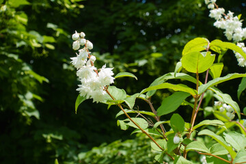 Twig of Deutzia crenata with double white flowers in June