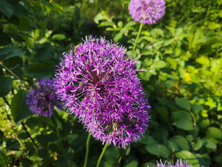 purple flowers of garlic. German garlic blooming with purple little flowers. Closeup of purple allium flowers. Flower chafer or Protaetia orientalis submarumorea