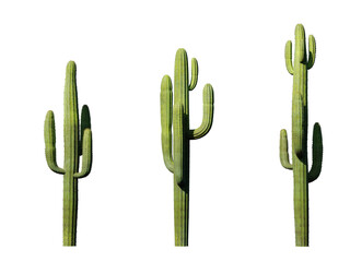 cactus in the illustration