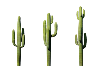 cactus in the illustration