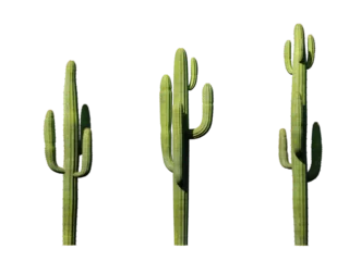 cactus in the illustration