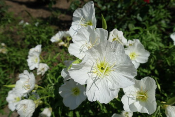 Closeup of white flowers of Oenothera speciosa in mid June
