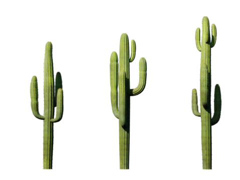cactus in the illustration