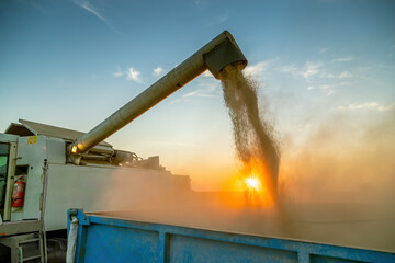 Combine harvester pours soybean into a trailer at sunset, dust and warm light creating a dramatic...