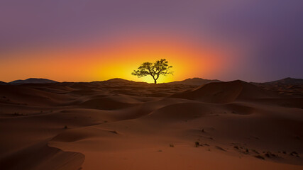 Beautiful desert landscape with lone tree sand dune in the foreground at sunset - Sahara, Morocco
