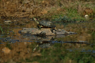Water turtle sunbathing on the lake. Istanbul Türkiye