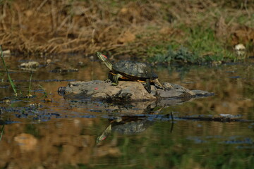 Water turtle sunbathing on the lake. Istanbul Türkiye