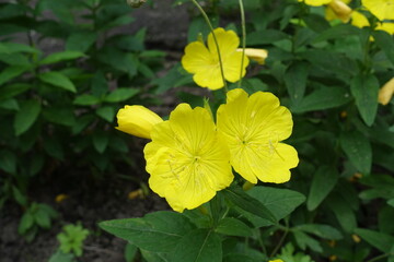 Closeup of yellow flowers of sundrops in June
