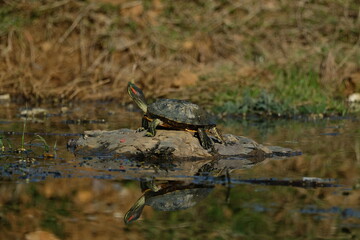 Water turtle sunbathing on the lake. Istanbul Türkiye