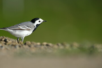 The white wagtail (Motacilla alba) is a small passerine bird in the family Motacillidae, which also includes pipits and longclaws.