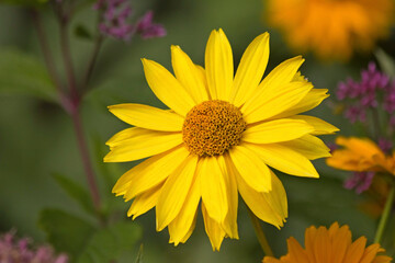 Heliopsis helianthoides one yellow flower background. Perennial close-up. Similar to the yellow daisy as background. Tall yellow flower background. Heliopsis flowers yellow on blurred background.