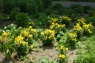 Several bushes of yellow sundrops in bloom in June