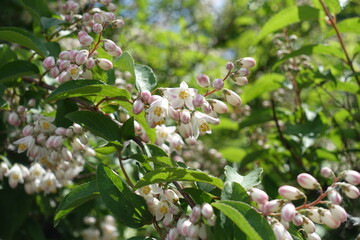 Close shot of pinkish white flowers and buds of crenate deutzia in June