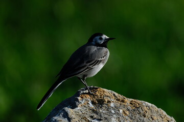 Fototapeta premium The white wagtail (Motacilla alba) is a small passerine bird in the family Motacillidae, which also includes pipits and longclaws.