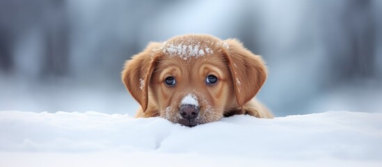 Attentive red puppy in snowy surroundings gazing directly at the camera Ample copy space for text or graphics