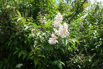 Fototapeta premium Florescence of pinkish white crenate deutzia in mid June