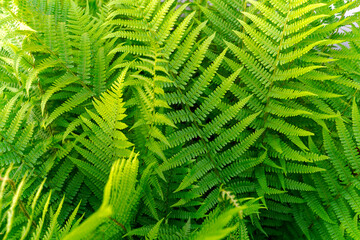 Close-up of beautiful fern at garden at Swiss City of Zürich on a sunny afternoon. Photo taken May 13th, 2024, Zurich, Switzerland.