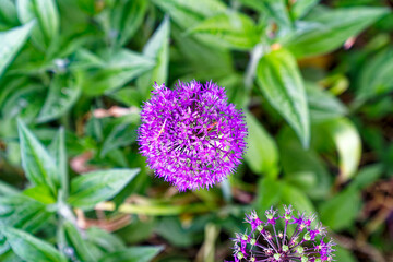 Purple blossom of Allium Giganteum Regel flower at Swiss City of Zürich on a sunny afternoon. Photo taken May 13th, 2024, Zurich, Switzerland.
