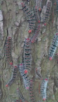 Cricula silkworms on tree trunks (Cricula trifenestrata), clustered in large groups, black and white striped with red heads and white fur.