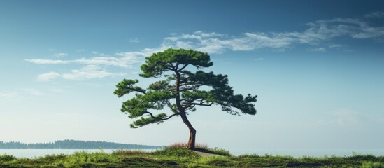 A cypress tree with a single branch adorned with lush green leaves in a copy space image