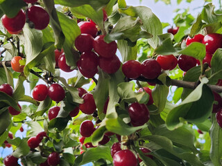 Dogwood. Dogwood berries on a branch. Ripe red dogwood berries
