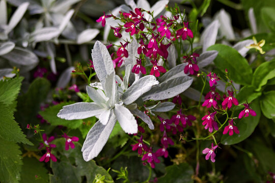Verbascum, Velvet plant or mullein for herbal medicine. Mullein or Verbascum especially recommended for coughs and related problems. Mullein (verbascum) torch flower plant with little violet flowers.