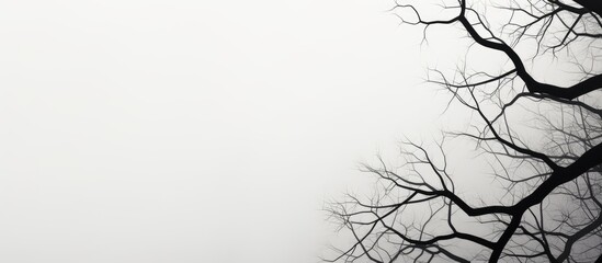 Fototapeta premium Black and white branches of a tree against a background with a gradient providing ample copy space for images