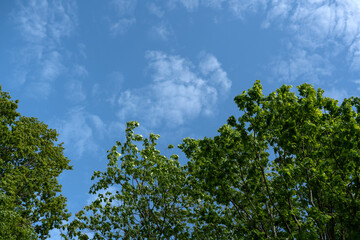 leaves against sky