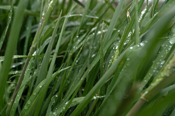 grass with dew drops