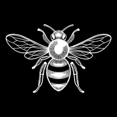 Abeille, dessin vectoriel, gravure