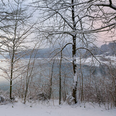 Bäume mit Schnee am Ufer des Hennesee, Hennetalsperre, Naturpark Sauerland-Rothaargebirge,...