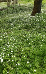 Area covered with white snips and some tree trunks.