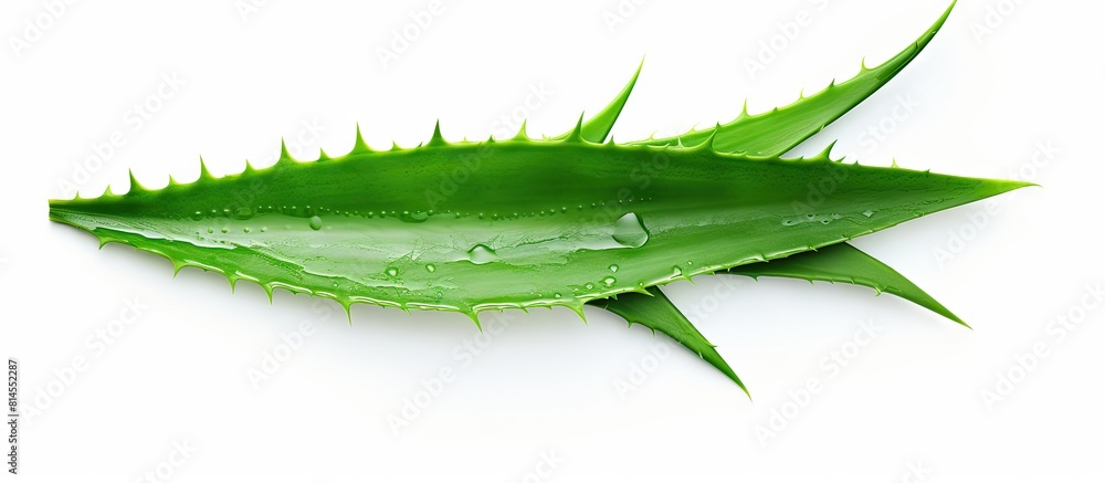 Poster top view of a fresh aloe vera plant with green leaves isolated on a white background a copy space im