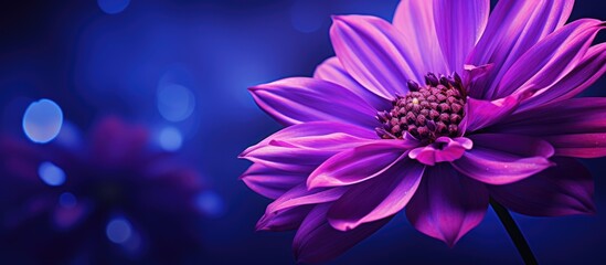 A close up image showcasing a vibrant purple flower with ample copy space - Powered by Adobe