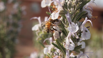 A yellow jacket bee hovering over a flower in the morning sunrise